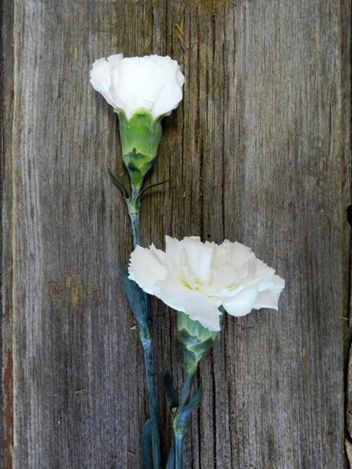 WHITE CARNATIONS